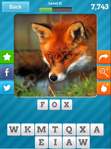 4-FOX