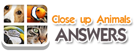 Close Up Animals Answers