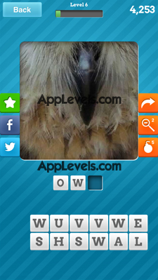 Close Up Animals Answers Level 6