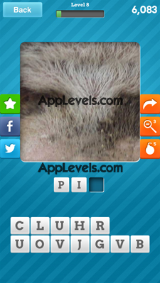 Close Up Animals Answers Level 8